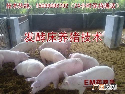 养猪污水变清水最快方法 农业养猪技术