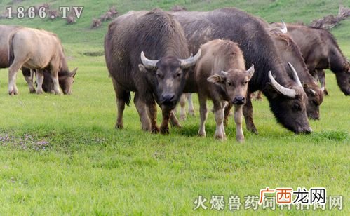 本地水牛养殖技术 圈养水牛养殖技术