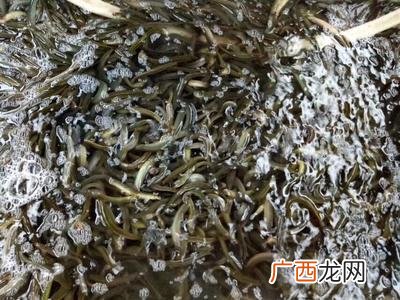 台湾泥鳅养殖技术讲解 台湾泥鳅的养殖技术