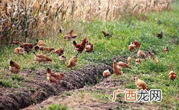 土鸡自然孵化一般一窝多少只 土鸡孵化技术要点