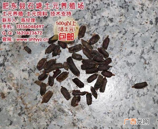 金土元的养殖方法 土元养殖实用技术 大全