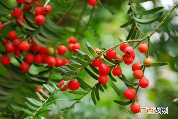 招财又旺宅的植物排行榜