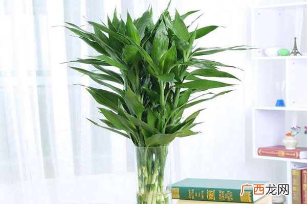 招财又旺宅的植物排行榜