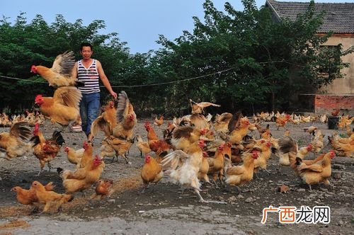 养鸡网 养鸡技术怎么样