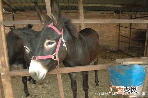毛驴养殖技术介绍 养毛驴的技术难度