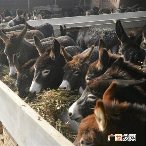 毛驴养殖技术介绍 养毛驴的技术难度