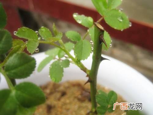 如何让植物快速生根 花卉不生根