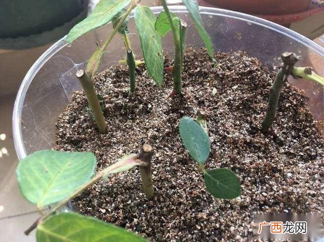 如何让植物快速生根 花卉不生根