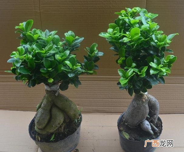 如何让植物快速生根 花卉不生根