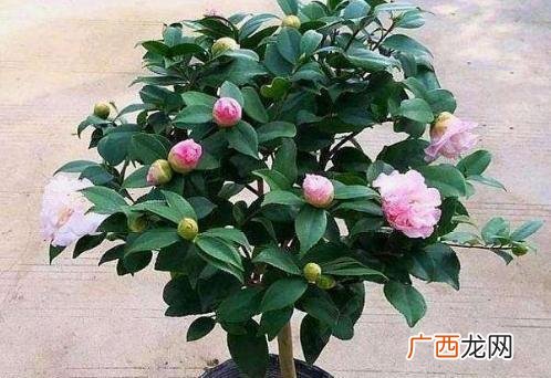 茶花盆栽图片 花卉茶花的养护与作用