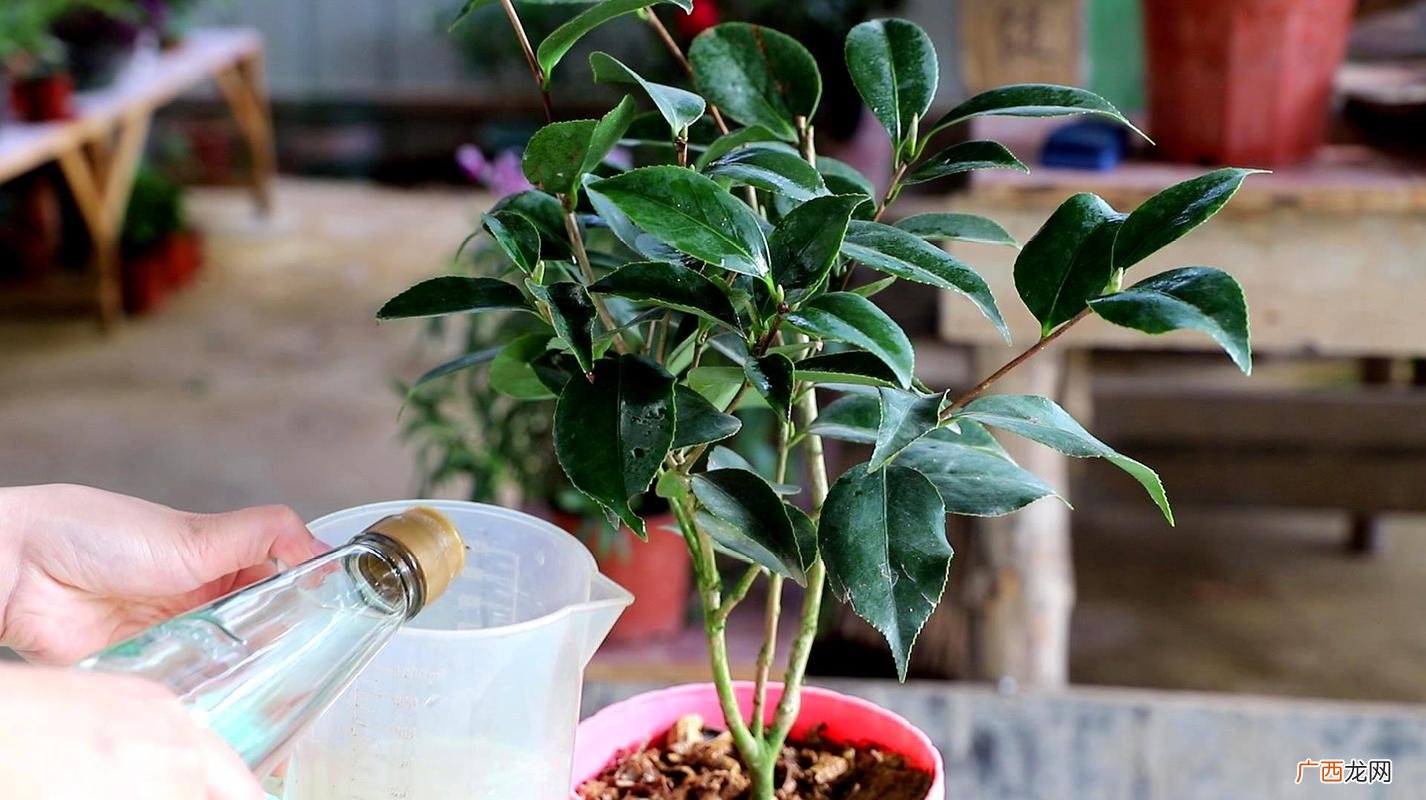 茶花盆栽图片 花卉茶花的养护与作用