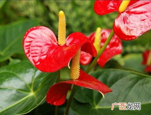 花卉富贵椰子图片 花卉富贵子图