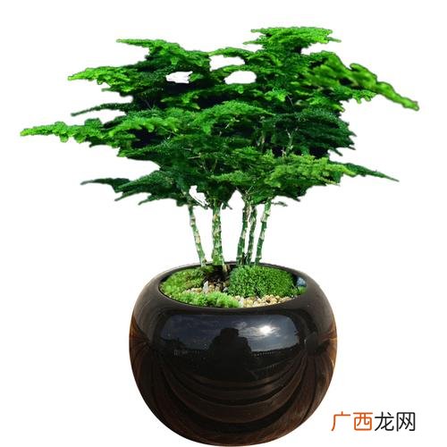 花卉富贵椰子图片 花卉富贵子图