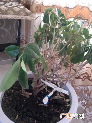 换盆后要浇水吗 花卉换盆后浇水吗