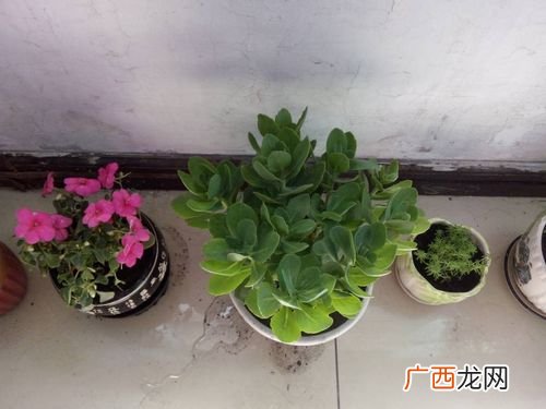 换盆后要浇水吗 花卉换盆后浇水吗