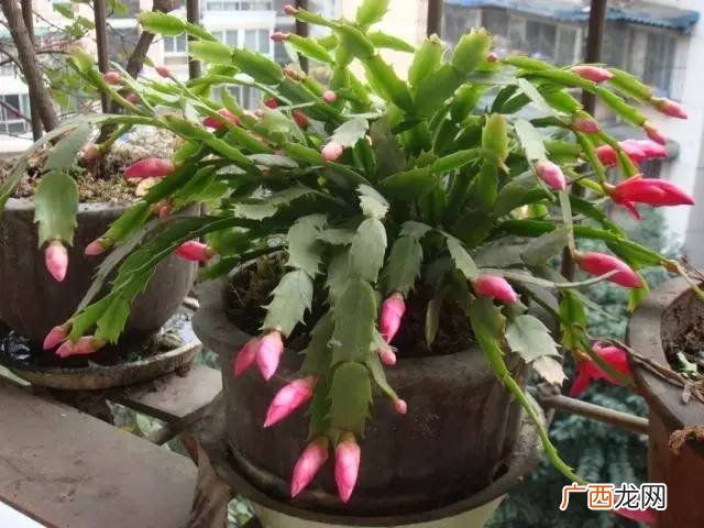换盆后要浇水吗 花卉换盆后浇水吗