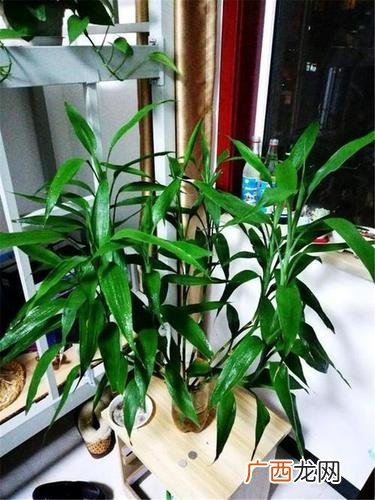 金山亭林松隐附近有床买吗 花卉金山松