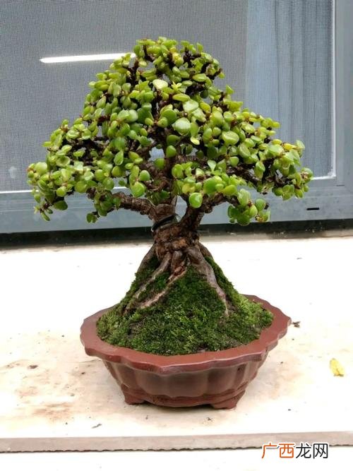 植物金枝玉叶怎么养 花卉金枝玉叶的养殖