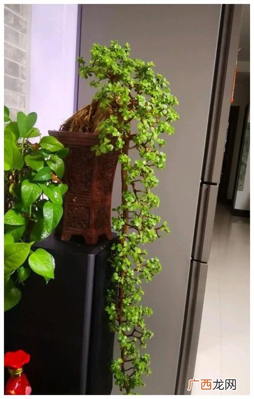 植物金枝玉叶怎么养 花卉金枝玉叶的养殖
