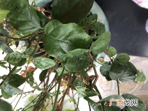 盆栽病虫害识别图解 花卉 土壤常见病虫害