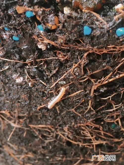 盆栽病虫害识别图解 花卉 土壤常见病虫害