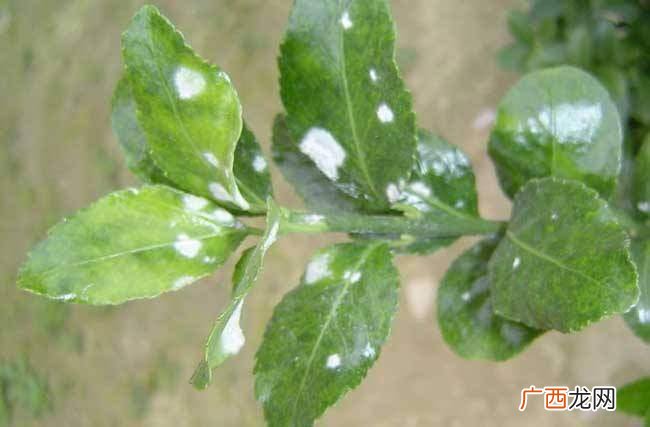 盆栽病虫害识别图解 花卉 土壤常见病虫害