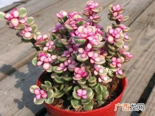 金枝玉叶花的养殖方法和注意 花卉金枝玉叶的养殖方法和注意事项