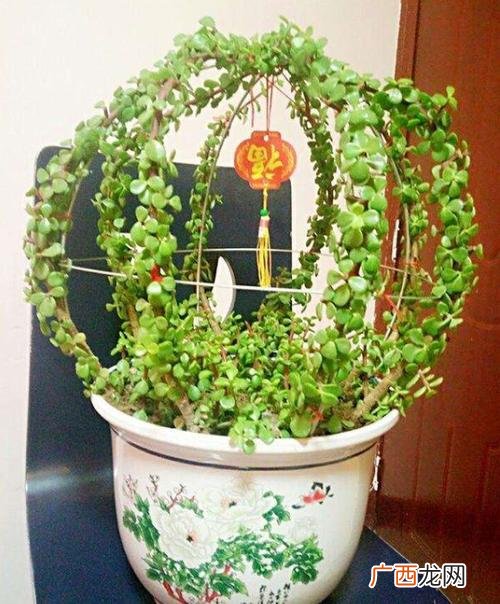 植物金枝玉叶怎么养 花卉金枝玉叶怎么养殖