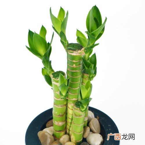 植物金枝玉叶怎么养 花卉金枝玉叶怎么养殖方法