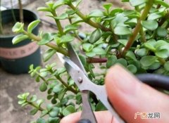 植物金枝玉叶怎么养 花卉金枝玉叶怎么养殖方法