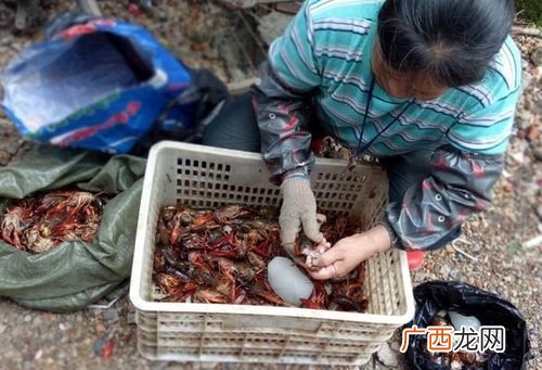 2019年重庆展会安排表 2019湛江水产龙虾展览会