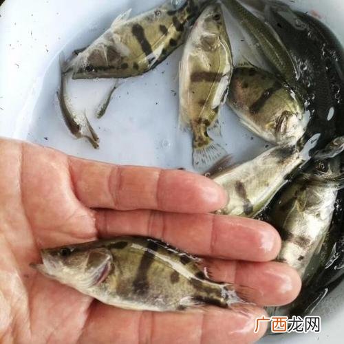 河南水产养殖基地 河源鱼水产