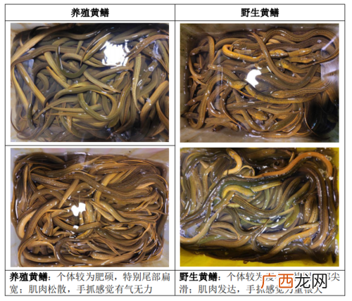 微生物在水产养殖的应用 甲基睾丸 水产应用