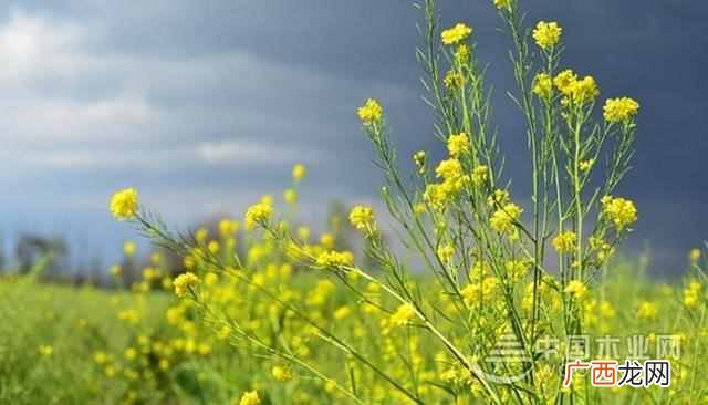 油菜花是什么季节开的 油菜花是什么意思