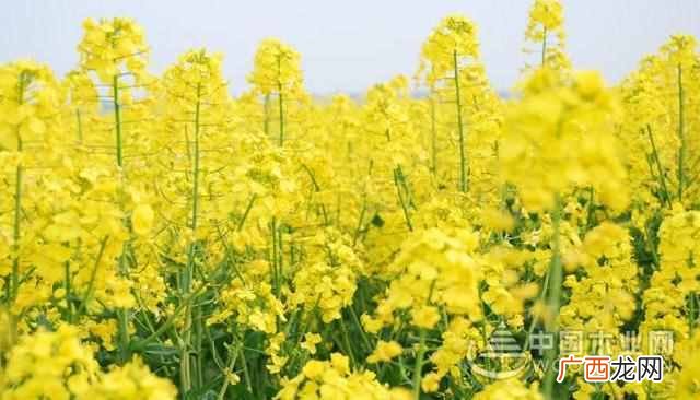 油菜花是什么季节开的 油菜花是什么意思