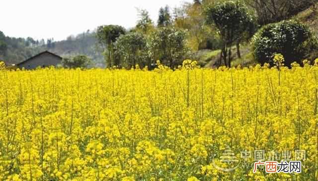 油菜花是什么季节开的 油菜花是什么意思