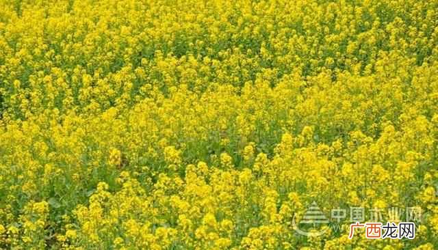 油菜花是什么季节开的 油菜花是什么意思