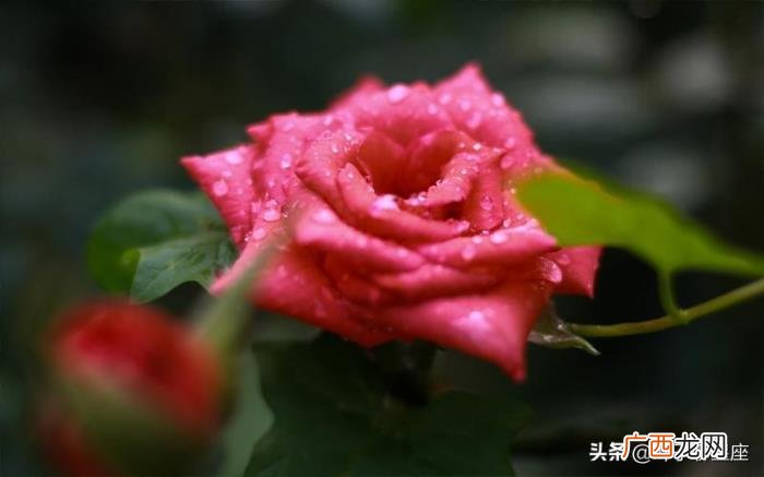 双子男的真爱是摩羯女，双子座和摩羯座的爱情
