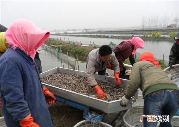 哪里可以找到泥鳅收购商 中国水产养殖信息网泥鳅