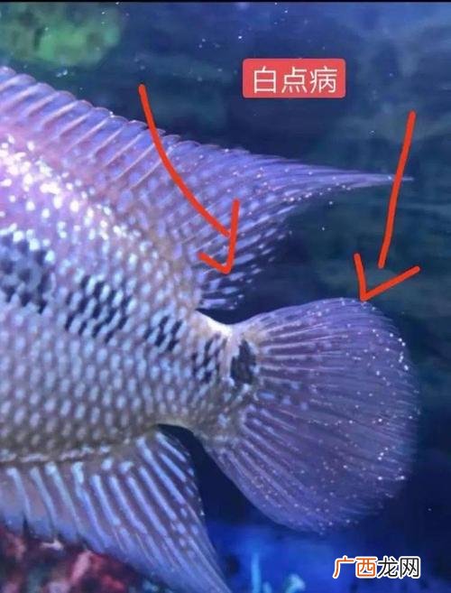 亚甲基蓝对鱼的作用 水产用二甲基蓝