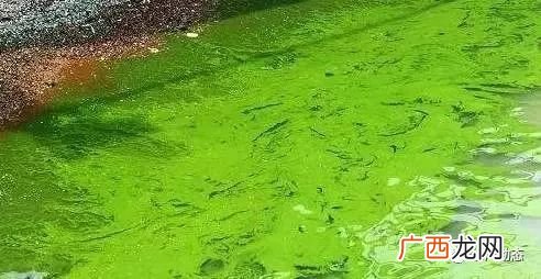 水产氨氮超标的处理方法 水产养殖处理氨氮