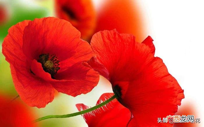 双子男喜欢你的小动作，这3个小动作会频频出现