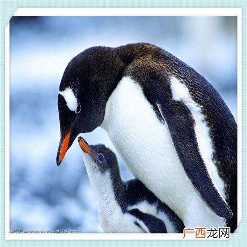 美盈森千股千评 东莞美盈森是双休吗