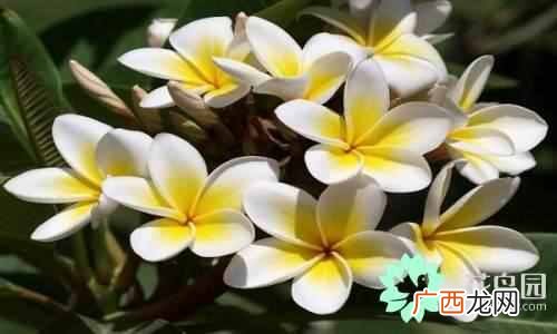 代表中国的花 中国国花是什么花