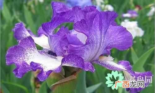 代表中国的花 中国国花是什么花