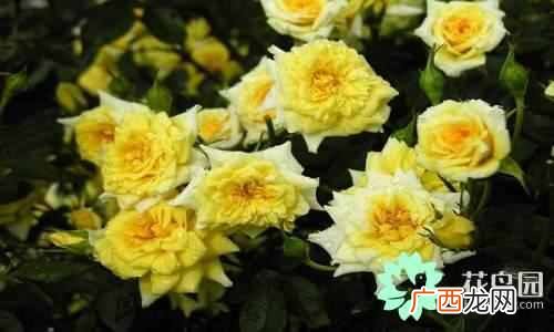 代表中国的花 中国国花是什么花