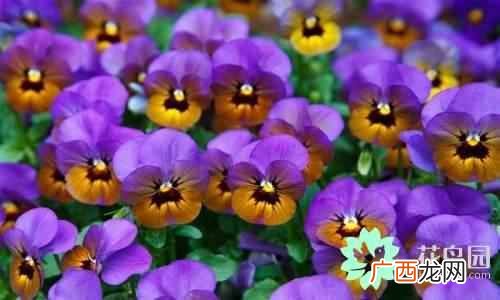 代表中国的花 中国国花是什么花