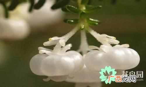 代表中国的花 中国国花是什么花