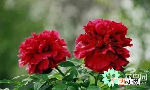代表中国的花 中国国花是什么花
