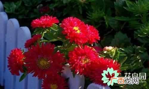 代表中国的花 中国国花是什么花